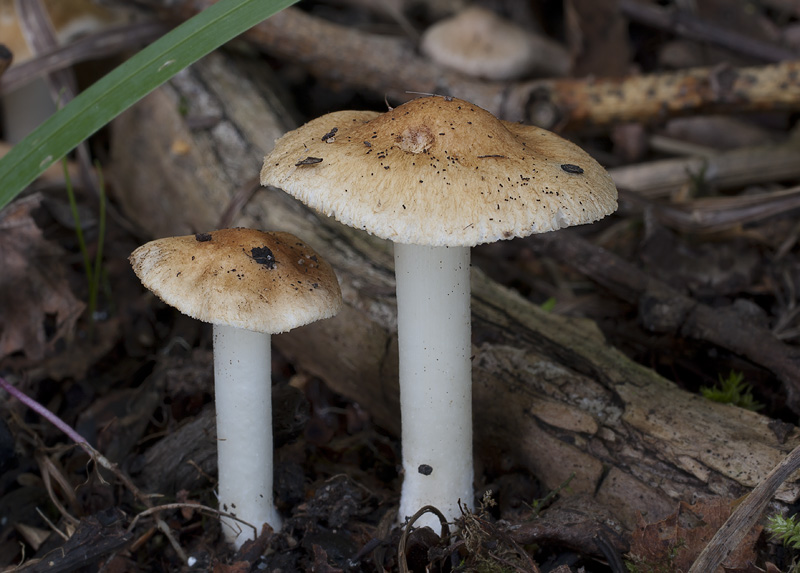 Inocybe auricoma